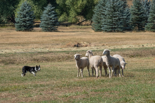 sheep group