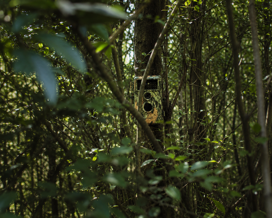 Wildkameras verstecken – So schützen Sie sie vor Diebstahl und Vandalismus？