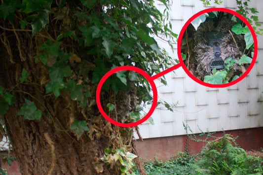 Wie verstecke ich eine Wildkamera?