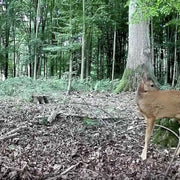 2-tlg. Wildkamera 24MP 1296p mit Audio und Bewegungsmelder Nachtsicht Max. Entfernung bis 100 Füße, 0,1s Trigger Geschwindigkeit , IP66 Wasserdichter