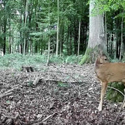 2-tlg. Wildtierkamera 32MP 1296p mit Bewegungsmelder Nachtsicht Max. Entfernung bis 90 Füße, 0,1s Trigger Geschwindigkeit，IP66 Wasserdichter| A262