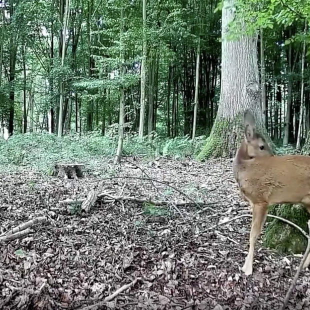 2-tlg. Wildtierkamera 32MP 1296p mit Bewegungsmelder Nachtsicht Max. Entfernung bis 90 Füße, 0,1s Trigger Geschwindigkeit，IP66 Wasserdichter| A262